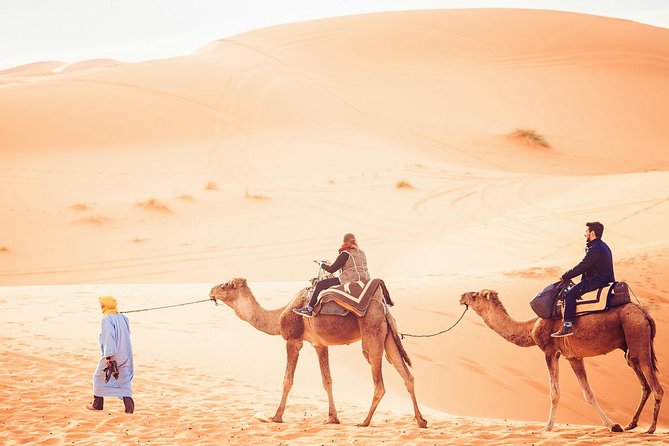 Camel tours 